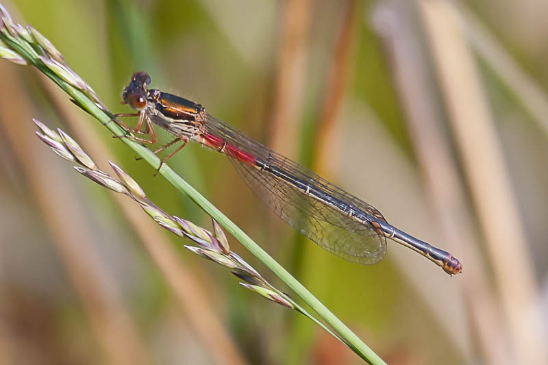 Ceriagrion tenellum female typica-.jpg